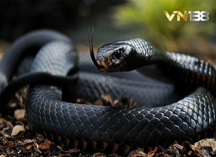Nằm mơ thấy rắn đen mang ý nghĩa ẩn giấu gì? 
