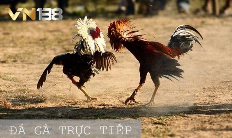 Kinh nghiệm chơi cá cược đá gà cực hay