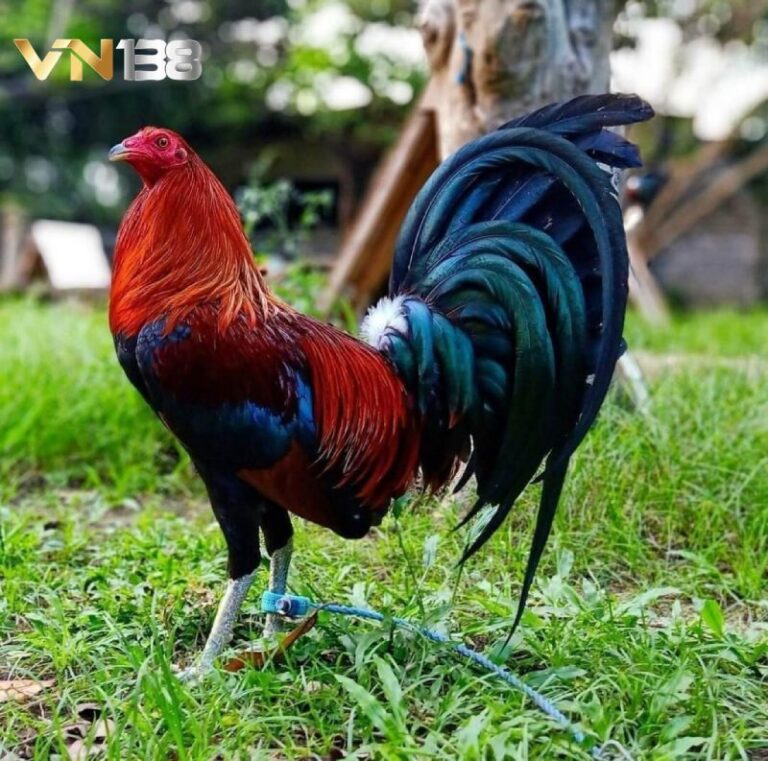 Đặc điểm nhận diện chung của dòng gà Tre Mỹ