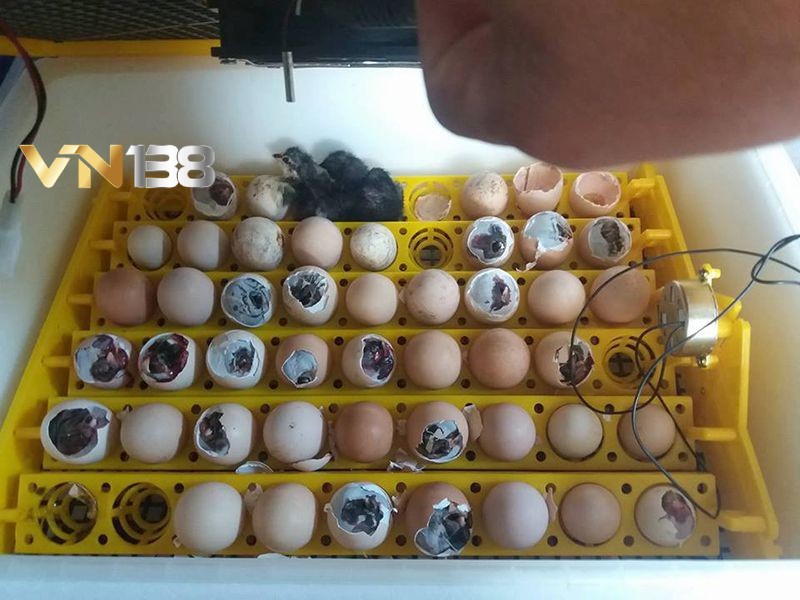 Giá trứng của gà chọi chiến
