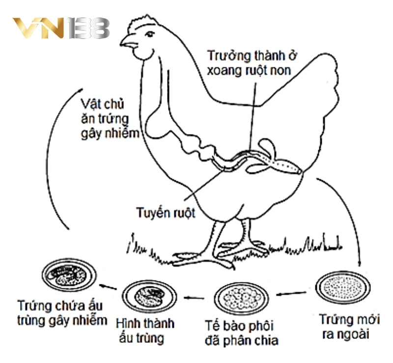 Tìm hiểu nguyên nhân gây bệnh giun sán ở gà
