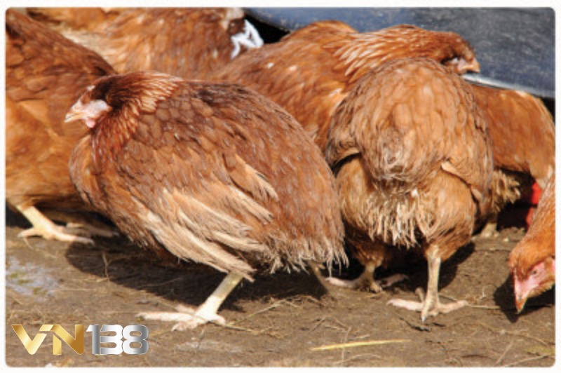 Triệu chứng và phương pháp điều trị giun sán ở gà